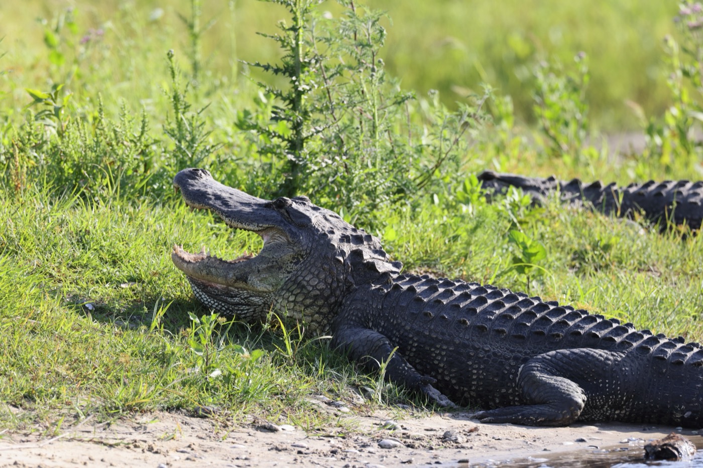 Gatorland